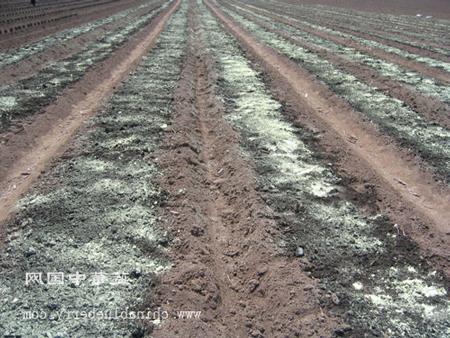 土壤改良施撒硫磺照片.jpg